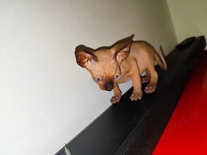Sphinx Sfinx Sphynx  - imagine 3