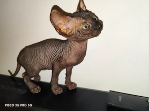 Sphinx Sfinx Sphinx 