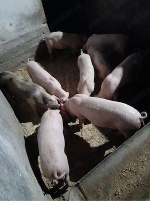 purcei landrace de vanzare - imagine 3