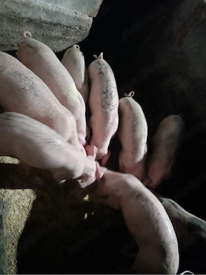 purcei landrace de vanzare