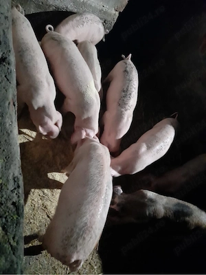 purcei landrace de vanzare