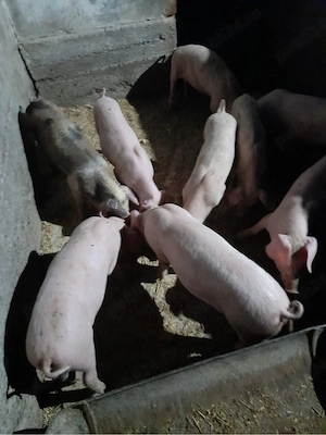 purcei landrace de vanzare - imagine 5