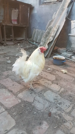 vind gaini Ameraucana - imagine 2