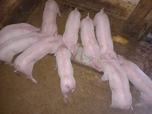 purceii de vânzare 6 săptămânii