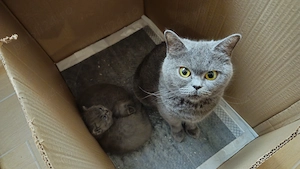 Pui british shorthair  - imagine 2