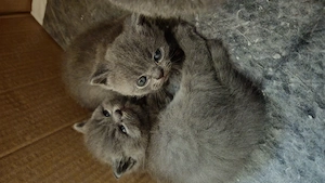 Pui british shorthair 