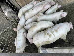 Soldani de vânzare 