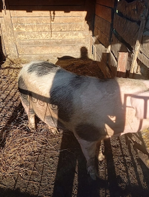 porci de vânzare 