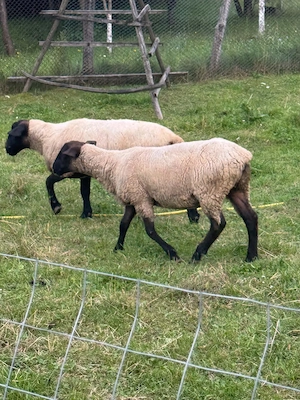 Oi Suffolk de vânzare