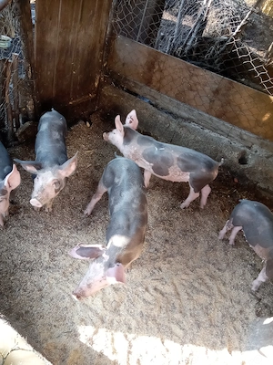 Purcei Pietrain cu Landrace de vânzare 