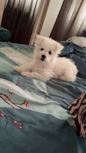 Bichon Maltez mini toy , femelă, 4 luni   vaccinată și deparazitată - imagine 3