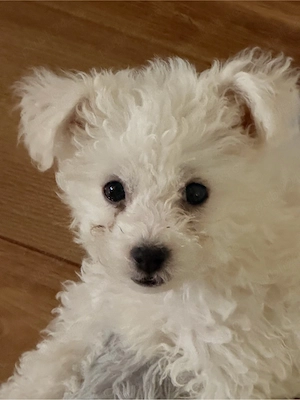 Bichon Maltez mini toy , femelă, 4 luni   vaccinată și deparazitată