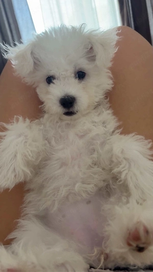 Bichon Maltez mini toy , femelă, 4 luni   vaccinată și deparazitată - imagine 2