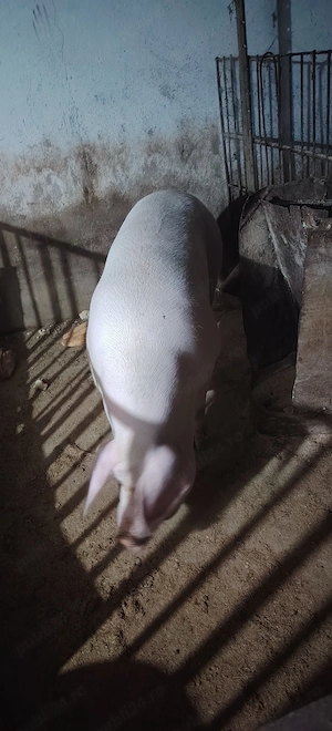Porci Tara
