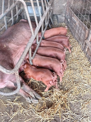 vind purcei rasa duroc