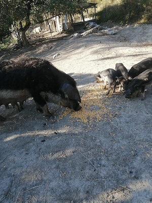 Purcei Mangalita 