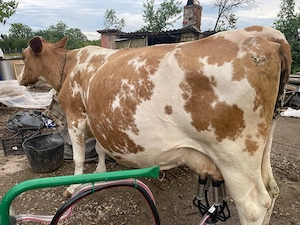 Vaca Red Holstein