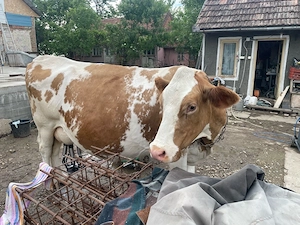 Vaca Red Holstein si aparat de muls - imagine 2