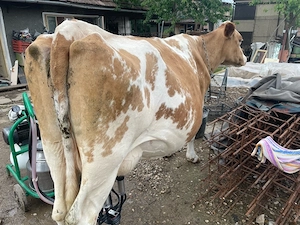 Vaca Red Holstein si aparat de muls - imagine 3
