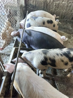 Soldani de vanzare