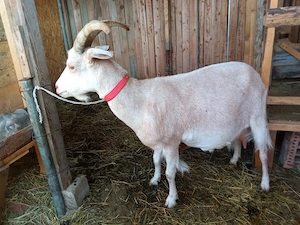 Capre Sannen de vanzare