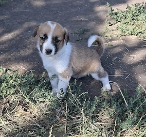 Dau spre adoptie catei talie mica.