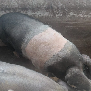 Vind porci de rasa Bazna  - imagine 3