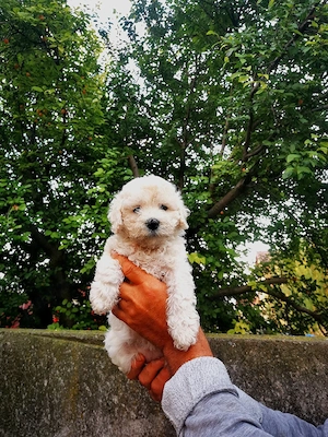 Vând bichon maltez  - imagine 3