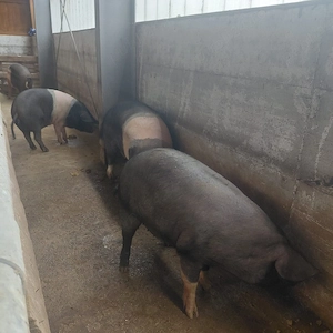 Vind porci de rasa Bazna 