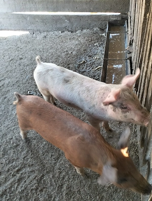 Purcei de 9 saptamani