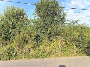 Baneasa - Drumul Agatului, teren intravilan, suprafata 1.700 mp - imagine 2