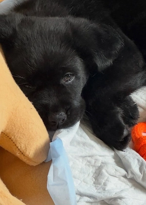 Labrador Retriever 