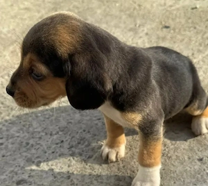 Beagle cu pedigree 