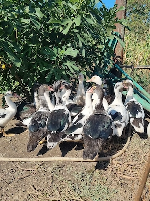Boboci de rață leșești, Rate mute, Tineret.