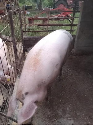 Purcea de Vanzare