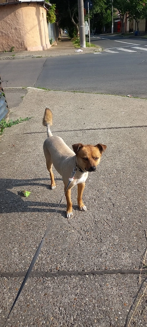 pet sitter Plimbari caini Galați  - imagine 2