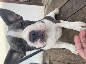 Căței Buldog Francez 