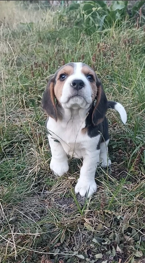 Beagle tricolor 