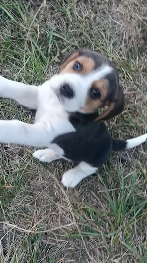 Beagle tricolor  - imagine 2