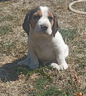 Beagle tricolor  - imagine 3