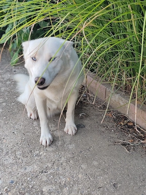 Donez Husky siberian  - imagine 3