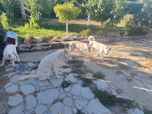 Donez Husky siberian  - imagine 2