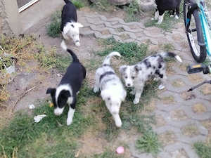 Căței border Collie 7 săptămâni