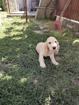 Vând căței cocker spaniel - imagine 2