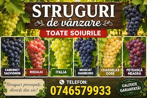 Struguri de vin de masă fetească regală 