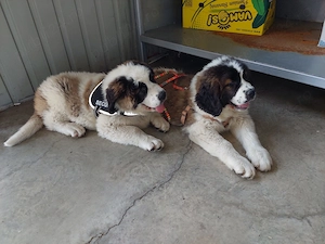 Pui Saint-Bernard - imagine 2
