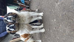 Pui Saint-Bernard - imagine 3