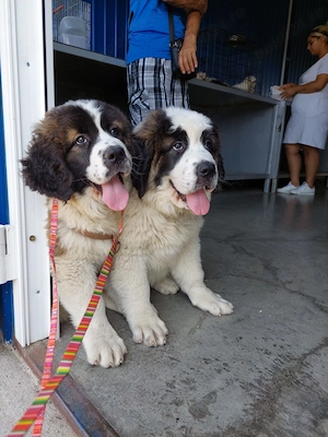 Pui Saint-Bernard