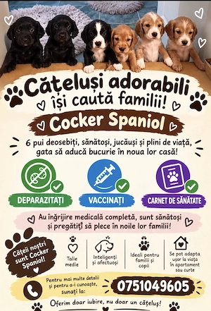 Pui rasa cocker spaniel