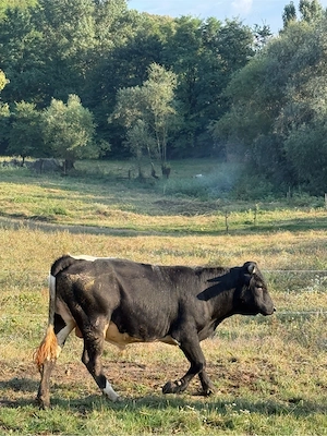 vând taurrr